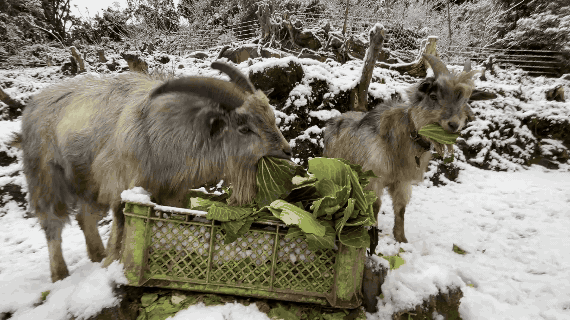 adult-goats