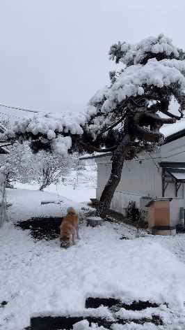 akita