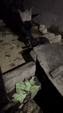 baby-goat