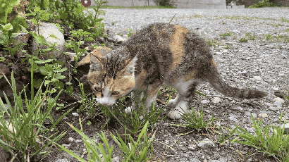 cat