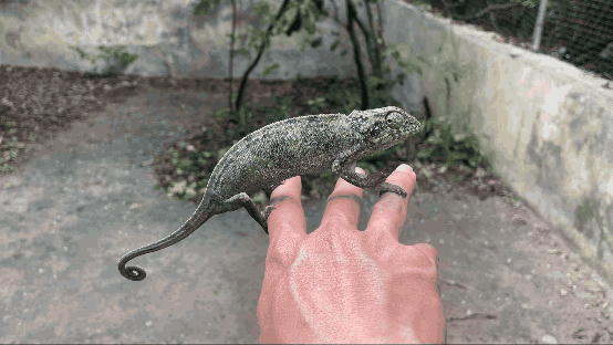 chameleon