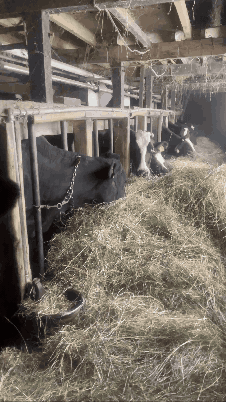 cows
