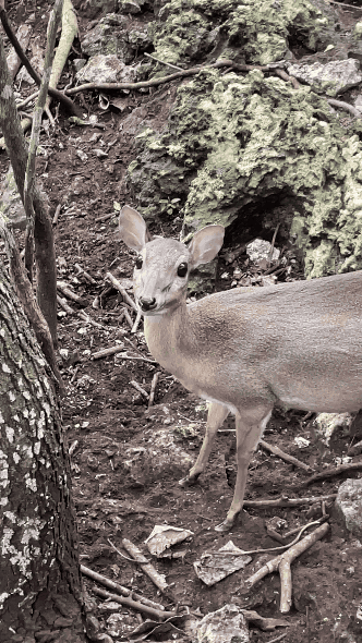 deer