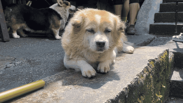 dog