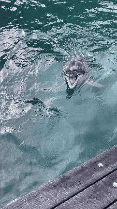 dolphine