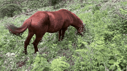 horse