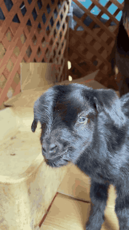 kid-goat