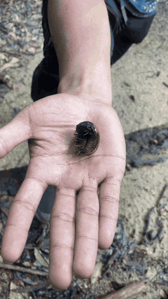 millipede