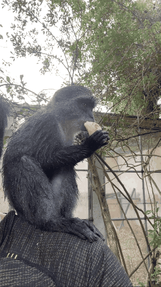 monkey