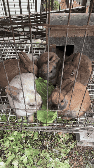 rabbits
