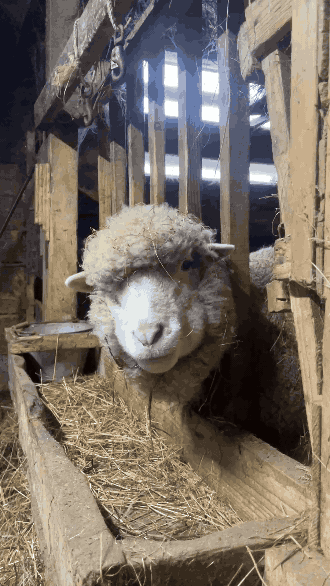 sheep