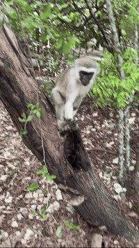 small-monkey
