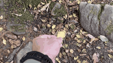 squirrel